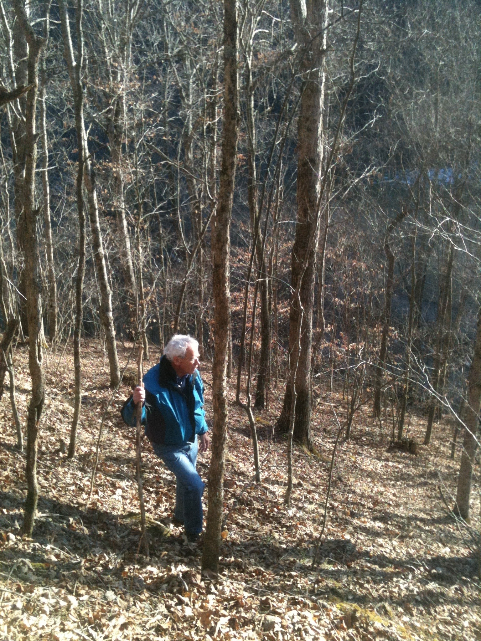 Bob Kellison inspecting second-growth hardwood stand in West Virginia